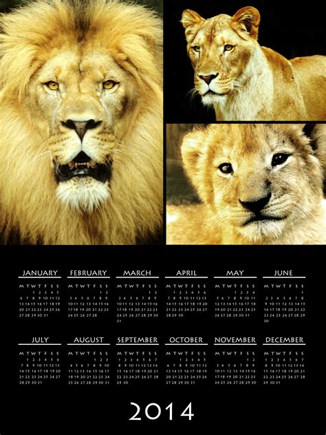 2014 Lion Calendar Free Stock Photo - Public Domain Pictures