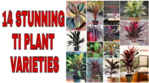 14 BEAUTIFUL TI PLANT VARIETIES - YouTube