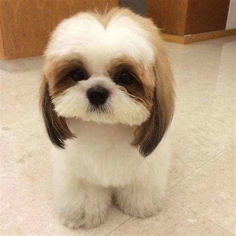 Beyond The Puppy Cut: Shih Tzu Hair Styles – iHeartDogs.com