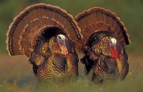 Habitat Management for Turkey and Wildlife | Turkey Management