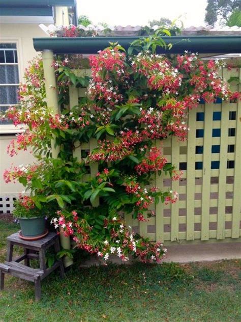 Rangoon Creeper (Quisqualis indica) Garden Vines, Garden Trellis, Shade ...