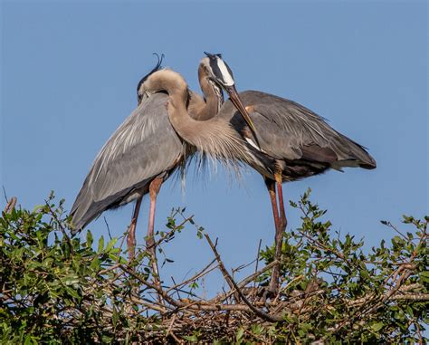 Bildet : fugl, vinge, dyreliv, nebb, fauna, virveldyr, hegre, ibis, florida, perched ...