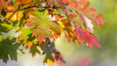 Red oak tree care and growing guide | Gardeningetc