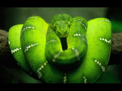 Green Snake on Tree Branch Image | HD Wallpapers