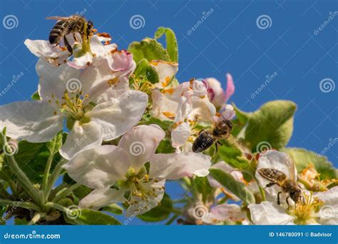 Honey Bee, Pollination Process Stock Image - Image of eyes, floral: 146780091