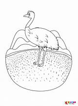 Emu Coloring Pages Printable For Free Download sketch template