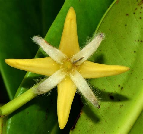 Red mangrove (Rhizophora mangle) flower, Manatee Bay, Jamaica ...