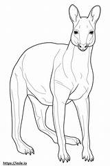 Kangaroo Coloring Pages For Kids Is A Marsupial Animal  sketch template