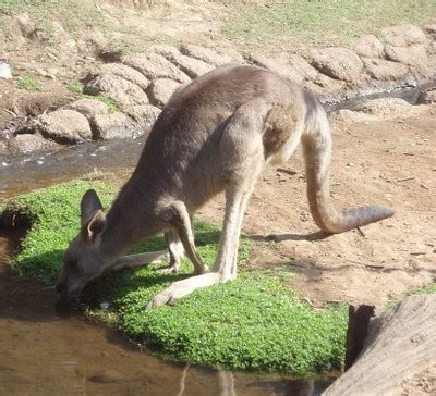 Kangaroo Drinking Water | Internship in Sydney, Australia Bo… | Flickr