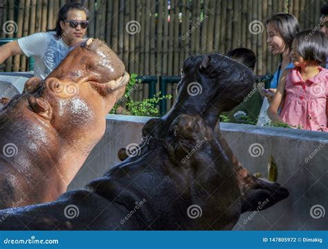 Tourists Feeding Hippo in the Zoo. People and Animals in the City ...