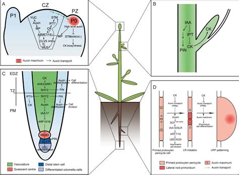 meristem development | Semantic Scholar