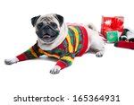 Dog In Christmas Sweater Free Stock Photo - Public Domain Pictures