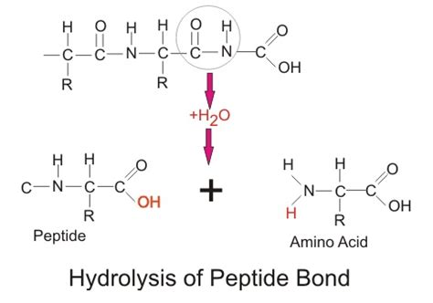 Hydrolyze - Definition and Examples | Biology Dictionary