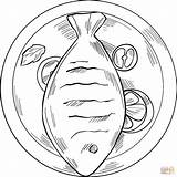 Fish Fry coloring Page  Free Printable Coloring Pages sketch template