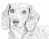 Dachshund Coloring Pages sketch template