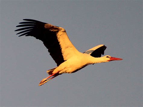 When the White Storks return to South Africa - Amohela Ho Spitskop