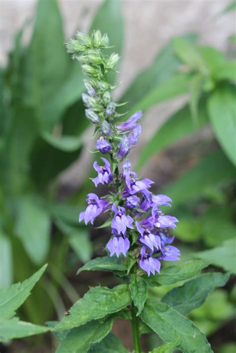 Great Blue Lobelia - Powdermill Nature Reserve