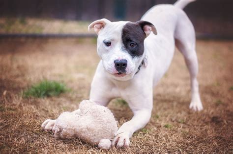 What You MUST Know Before Getting a Pit Bull Terrier Mix as a Pet