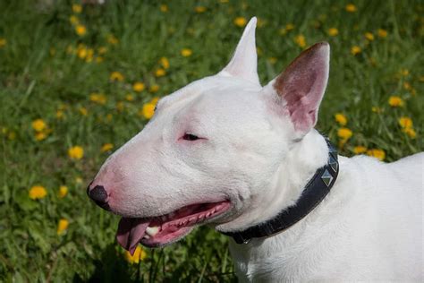 Are Dogs Allowed in Target? Important Rules to Know - A-Z Animals