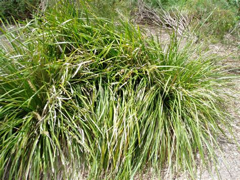 Lomandra longifolia