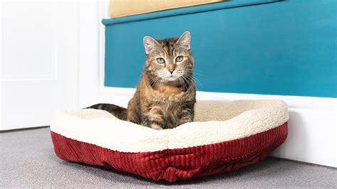 Top Tips for Choosing the Perfect Cat Bed | Purina