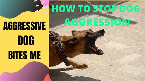 Aggressive Dog Bites Me How To Stop Dog Biting Dog Aggression Training - YouTube