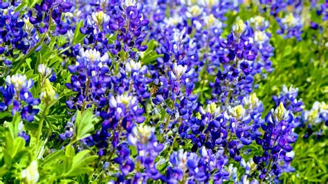 10 Gorgeous Blue Wildflowers to Surround Your Garden With - Garden and ...