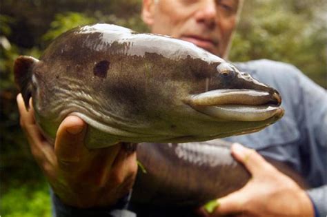 New Zealand Longfin Eel Pictures | River Monsters | Animal Planet