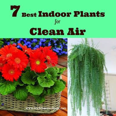 7 Best Air Cleaning Plants for Home Garden & Indoor Air Purification - BLACKDIAMONDBUZZ