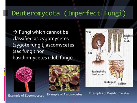 Deuteromycota