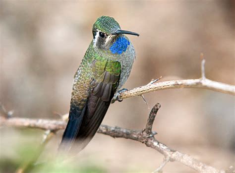 Different Types of Hummingbirds - Hummingbirds Plus