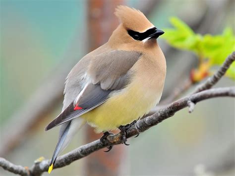 Cedar Waxwing | Celebrate Urban Birds