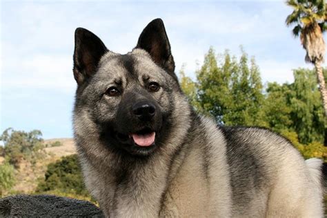 Norwegian Elkhound: History, Temperament, Care, Training, Feeding ...