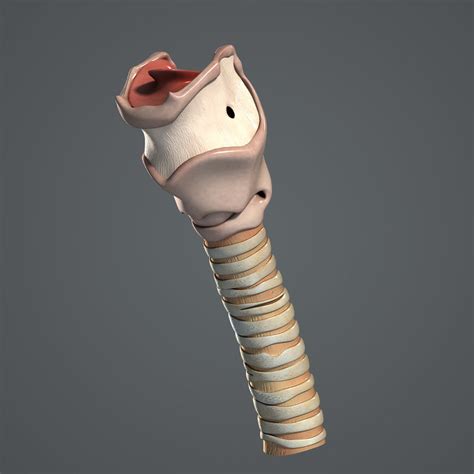 medically human larynx 3d model