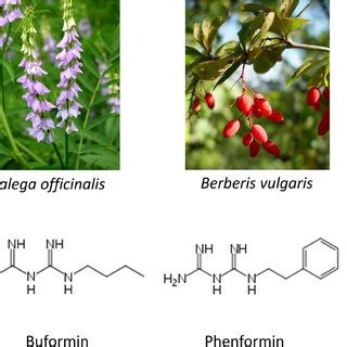 Structure of biguanides and berberine. | Download Scientific Diagram