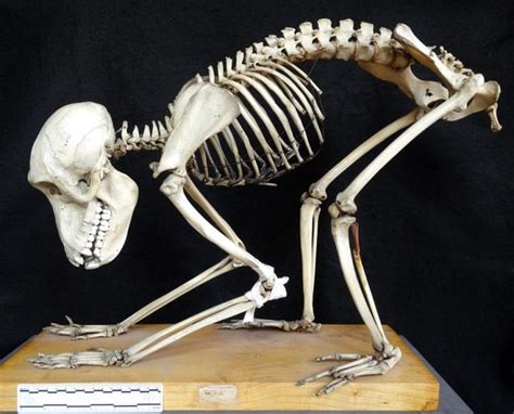 Specimen of the Week 257: Baboon skeleton | UCL UCL Culture Blog