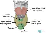 The Thyroid Gland - Location - Blood Supply - TeachMeAnatomy
