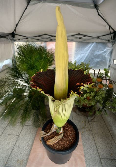 Smell familiar? Another rare corpse flower is blooming at CSULB • Long ...