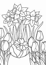 Printable Daffodil Coloring Pages For Adults sketch template
