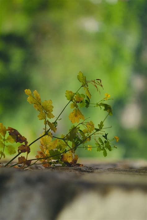 HD wallpaper: green leafed plant, tree, outdoors, flower, blossom ...