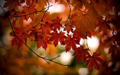 🔥 Free Download Windows Autumn Desktop Wallpaper In Hd by @randyw | WallpaperSafari