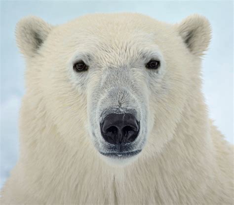 Polar Bear Svalbard Spitsbergen wildlife polar Arctic research ...