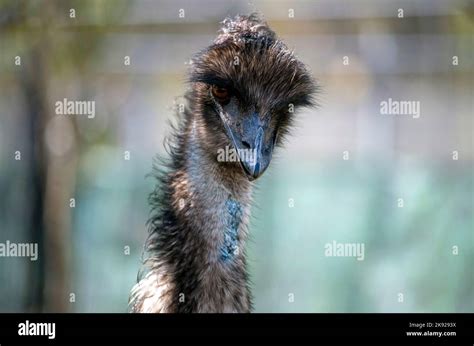 Close-up of the head of an Emu (Dromaius novaehollandia). This large ...