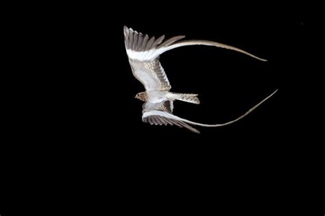 Birdworlds - “ A male pennant-winged nightjar in flight at...