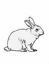 Printable Bunny Coloring Page sketch template
