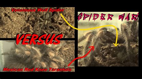 !! Tarantula - VS - Wolf Spider !! - Wolf Spiders Are Fast, Aggressive ...