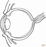 Side View Of Human Eye coloring Page  Free Printable Coloring Pages sketch template