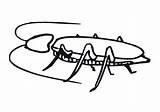 Cockroach Coloring Page sketch template