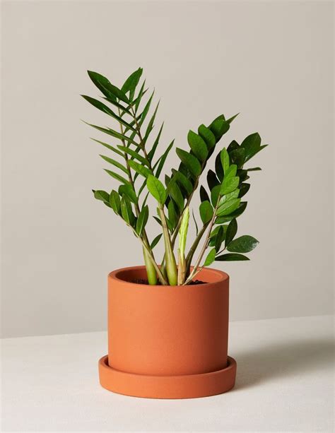 ZZ Plant | Low Light Plants & Houseplants Delivery | The Sill | Low light plants, Plant care ...