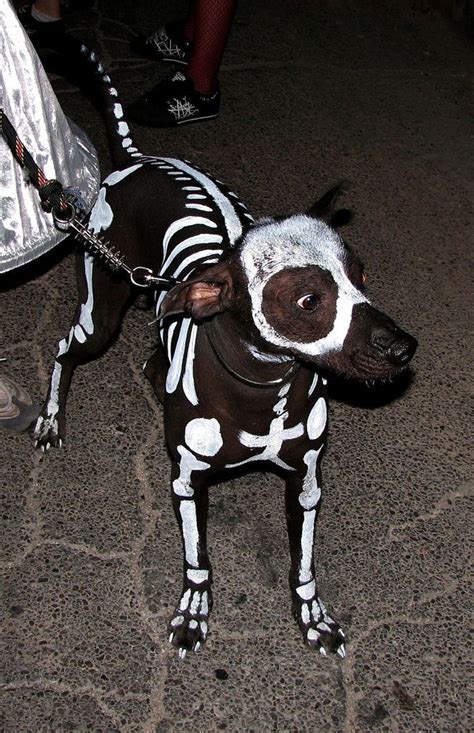 These 30 Halloween Dog Costumes Will Put A Smile On Your Face | Dog ...